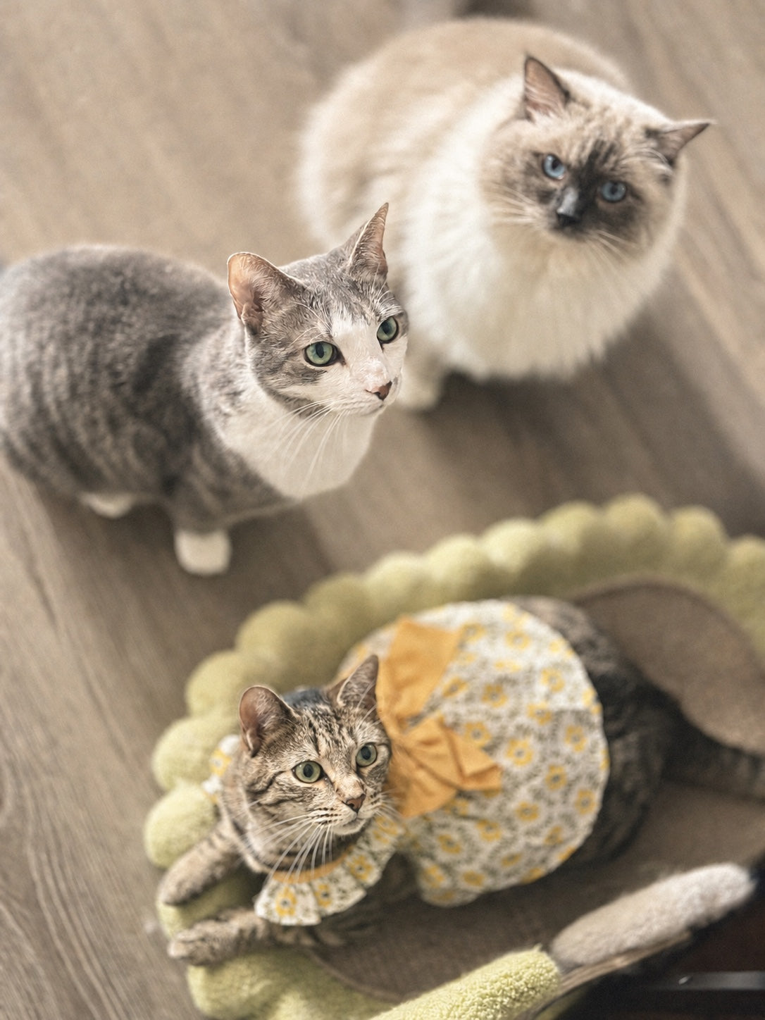 Three cats whose curiosity inspired Lunara Pets crystal accessories