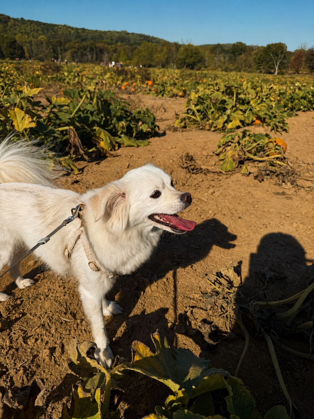 A white dog exploring a pumpkin field as the Lunara Pets journey continues