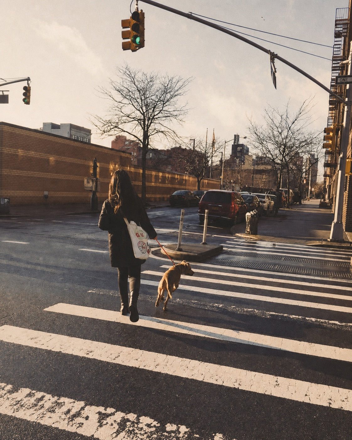 A daily dog walk in New Jersey that inspired Lunara Pets